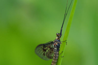 Close-up of dragonfly on green leaf