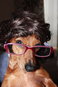 Close-up of dog wearing sunglasses at home