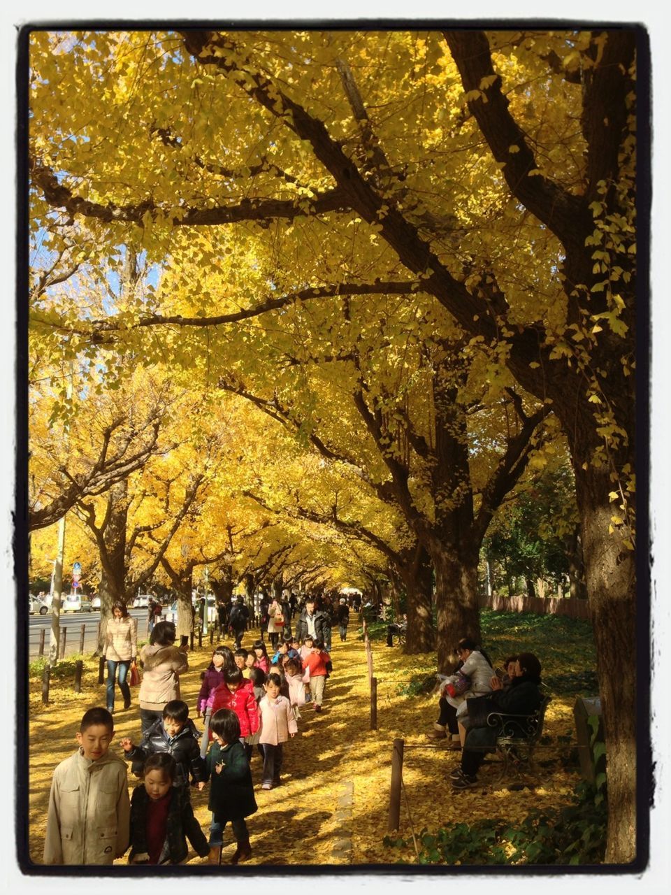 tree, transfer print, person, men, large group of people, lifestyles, leisure activity, auto post production filter, park - man made space, walking, mixed age range, togetherness, growth, outdoors, nature, park, group of people, day, medium group of people