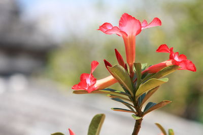 Close-up of red flowering plant