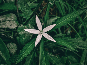 High angle view of flowering plant