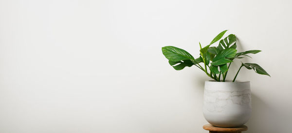 Close-up of potted plant against white background