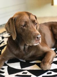 Close-up of dog looking away