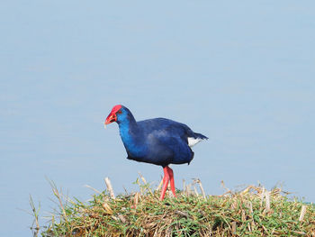 Side view of a bird against the sky