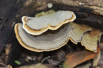 High angle view of a mushrooms