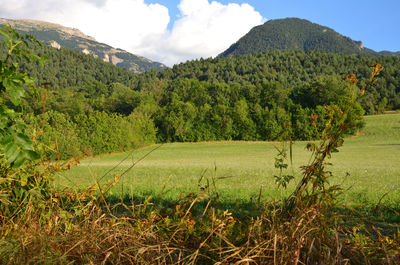 Scenic view of field against sky