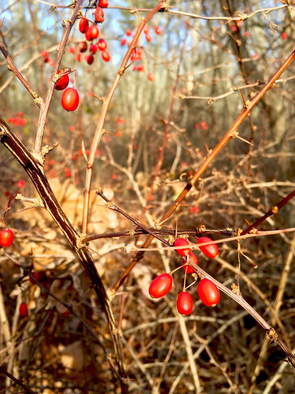 red, fruit, growth, nature, food and drink, rose hip, tree, close-up, plant, freshness, outdoors, focus on foreground, berry fruit, sunlight, branch, food, no people, day, twig, rowanberry, beauty in nature, healthy eating