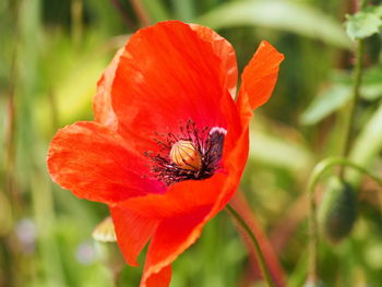 Close-up of red flower