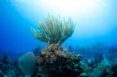 Coral in caribbean sea