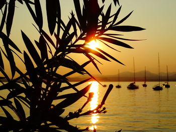 Silhouette of tree by sea against sky during sunset