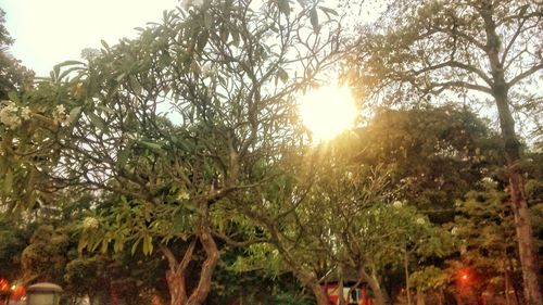 Trees against sky