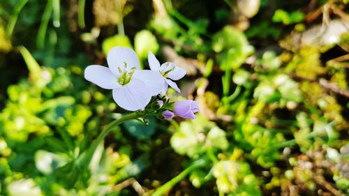 Close-up of purple flowering plant