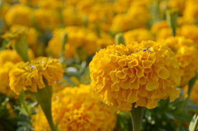 Close-up of yellow marigold flower