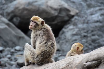 Monkeys on wood