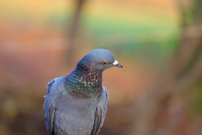 A portrait pigeon on the rock and defocused background