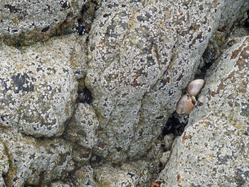 Full frame shot of a rock