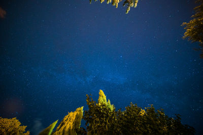 Low angle view of trees against sky at night