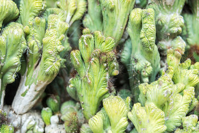 Full frame shot of plants