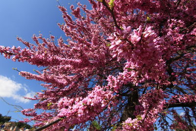 Low angle view of pink flowers