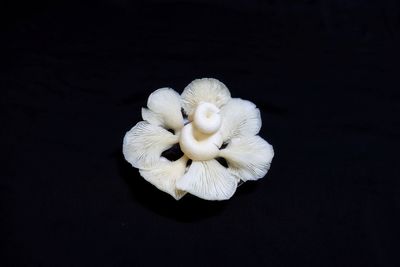 Close-up of white rose flower against black background