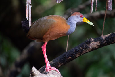 Close-up of bird perching on branch