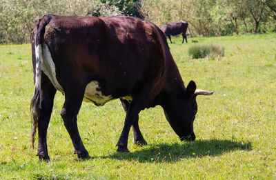 Cow in a field