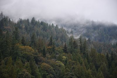 High angle view of pine trees in forest