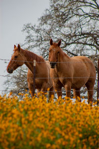 Horses standing in a field of wildflowers