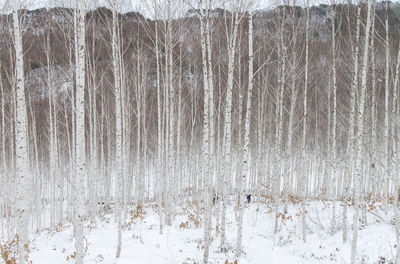 Full frame shot of snow covered trees in forest