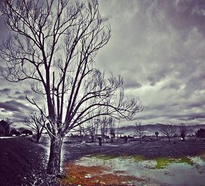 Bare trees on field against cloudy sky