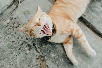 High angle view of a cat