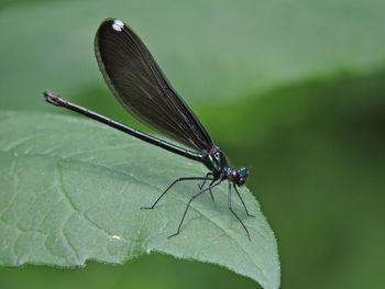 Close-up of butterfly on leaf