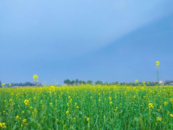 Scenic view of oilseed rape field against sky