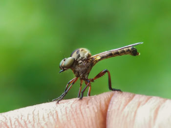 Close-up of insect on hand