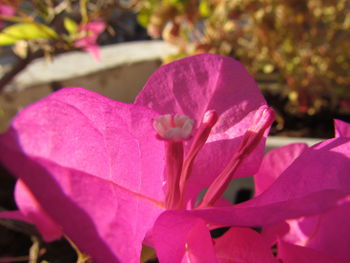 Close-up of pink flower blooming outdoors