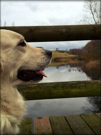 Dog looking at lake