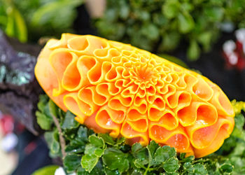 Close-up of orange flower