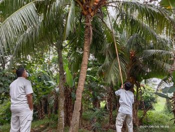 Rear view of man standing by palm trees in forest