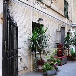 Potted plants outside house