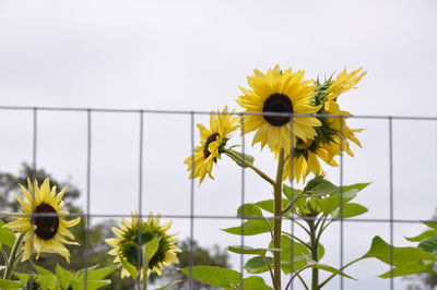 Close-up of sunflower blooming against clear sky