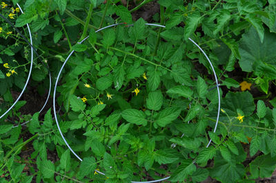 High angle view of plants growing on field