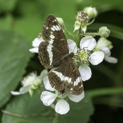 Close-up of butterfly pollinating on flower