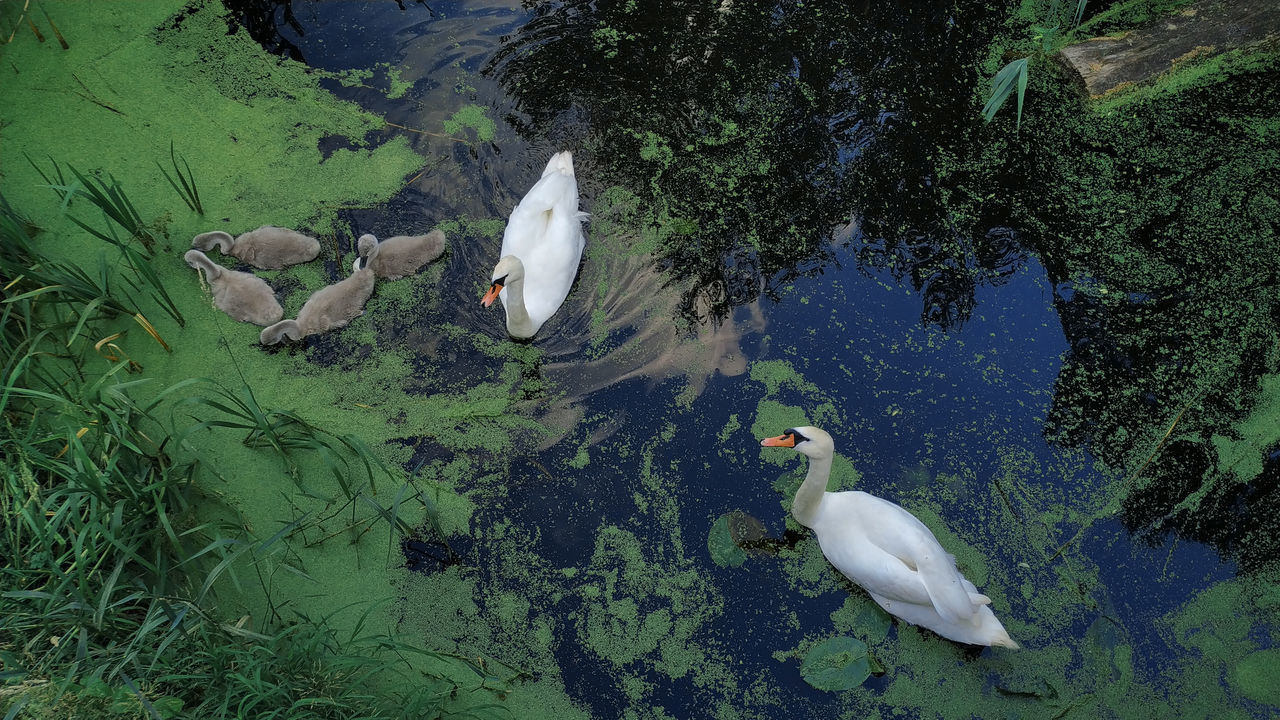 HIGH ANGLE VIEW OF BIRDS SWIMMING ON LAKE
