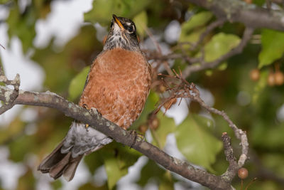 Low angle view of bird perching on branch