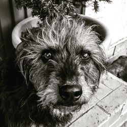 Close-up portrait of dog