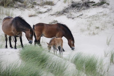 Horses in the dunes
