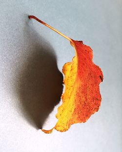 Close-up of leaf against white background