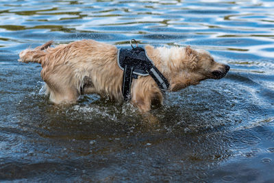 Dog swimming in lake