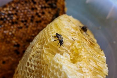 Close-up of bee pollinating