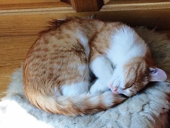 Cat sleeping on rug